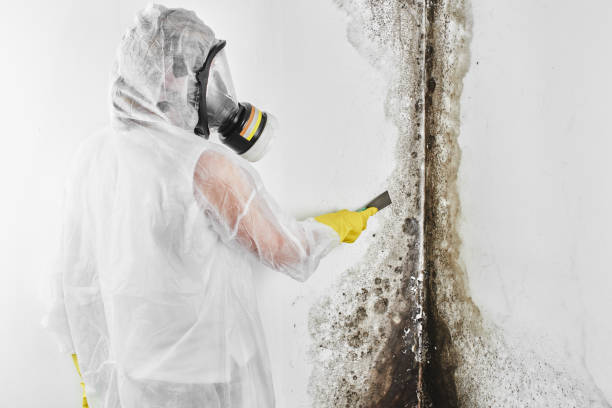 Best Insurance-Related Mold Remediation in North Fort Myers, FL